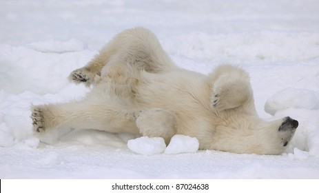 2,124 Polar bear at rest Images, Stock Photos & Vectors | Shutterstock