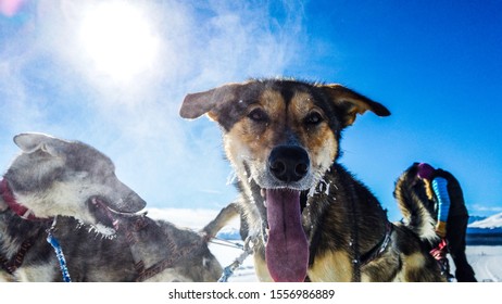 Rest Stop While Dog Sledding In Colorado