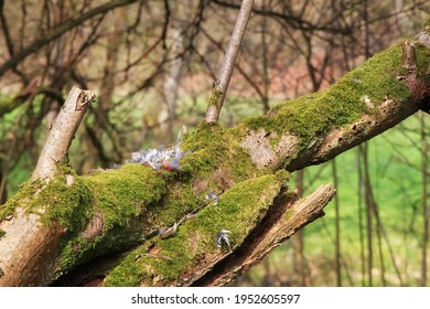 Rest Of A Tattered Pigeon On A Branch