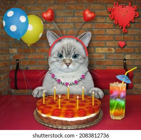 In The Restaurant An Ashen Cat Is Eating A Layer Jelly Cake With Seven Candles And Drinking Juice.