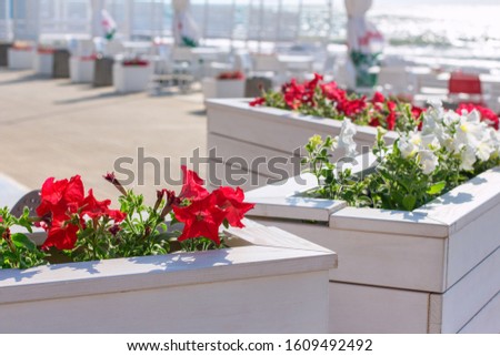 Similar – roses Shop window Flower