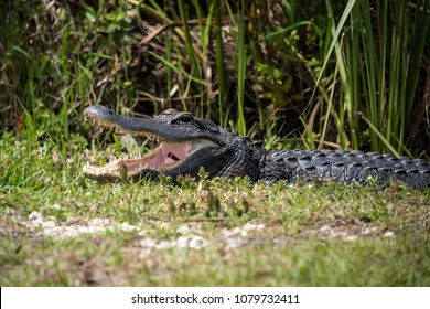 Resting Alligator Open Mouth Close Up