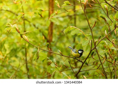 Resting bird, male of titmouse perched on young branches of a tree.