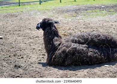 A Resting Black Llama Picture            