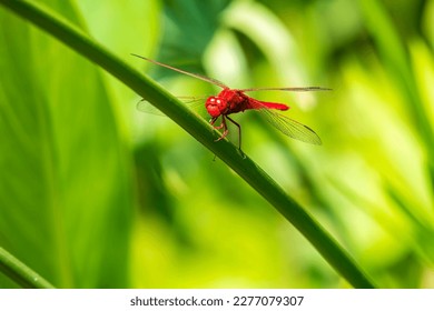 Resting blue dragonfly close up on a blurred background - Powered by Shutterstock