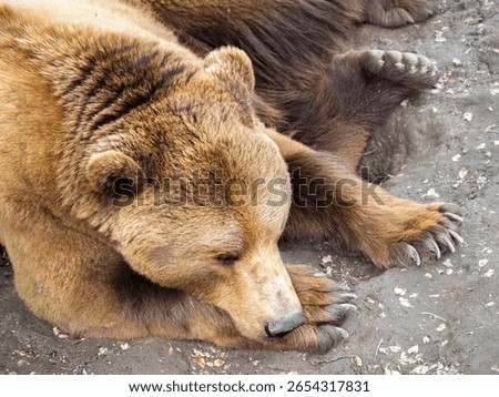 Resting brown bear, showcasing its thick fur and large paws. The bear is lying on the ground, with its eyes closed, conveying a sense of tranquility and relaxation in a natural setting.