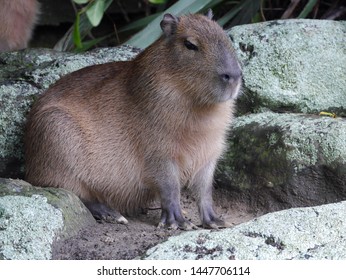 Resting Capybara At Wellington Zoo