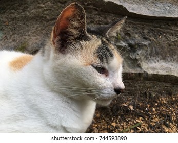 Resting cat