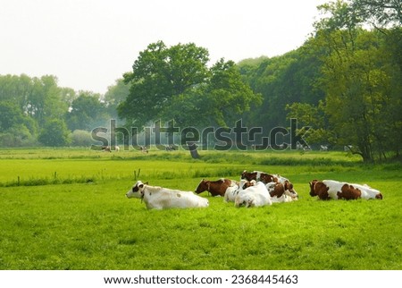 resting cattle in the meadows of Heeswijk Dinther castle Stock photo © 