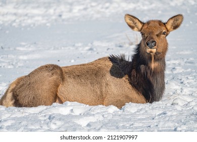 Resting Cow Elk Photo Taken On A Sleigh Ride At The National Elk Refuge In Jackson Wyoming.