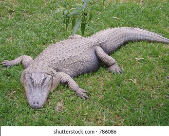 resting crocodile