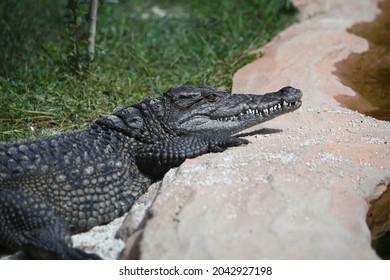 384 Crocodile spikes Images, Stock Photos & Vectors | Shutterstock