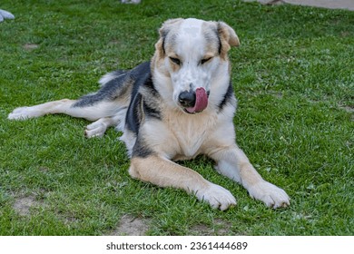 resting dog lying in green gras - Shutterstock ID 2361444689