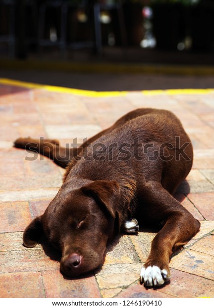  Resting dog on a street\
in Buenavista - Quindio, famous village in Colombia for its coffee\
culture