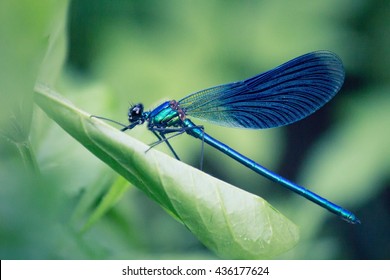 Resting Dragonfly on a leaf