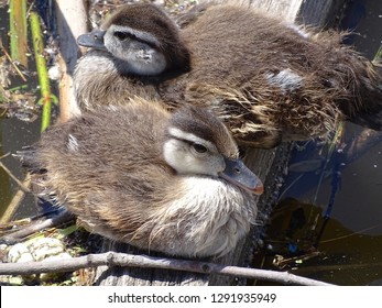 Resting Ducklings On The Big Sioux River