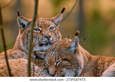 Resting Eurasian lynx with calm expression in forest setting.