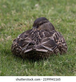 A Resting Female Mallard Duck