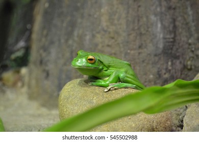 Resting Frog