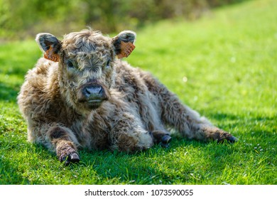 Resting Galloway Calf