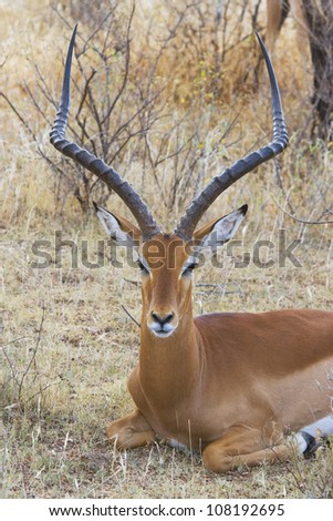 Resting impala (Aepyceros melampus)