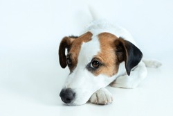 Resting Jack Russell Terrier Dog Lying Down, Isolated On White Background. Parson Russell Terrier Lying And Looking At The Camera. The Dog Is Sad And Bored. 