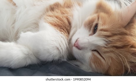 Chat Clin D Oeil 353 Photos Et Images De Stock Shutterstock