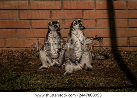 Resting lemurs in a dendrological park in Shekvetili