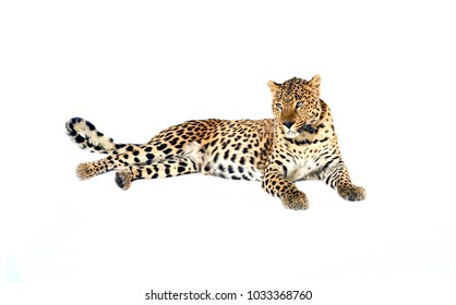 Resting Leopard Isolated On White Background