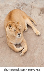 Resting lioness