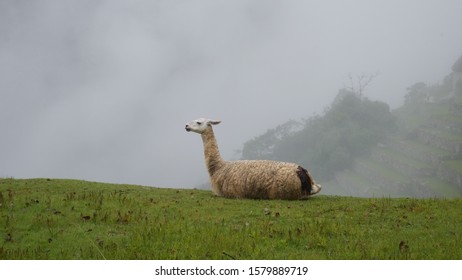 A Resting Llama (sitting Llama) In The Fog