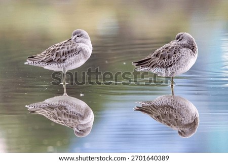 resting Long-billed Dowitcher with reflection in shallow water