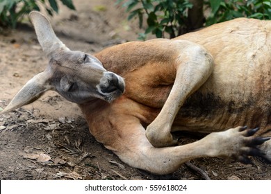 Resting Male Red Kangaroo