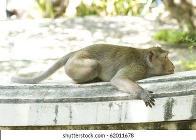 resting monkey