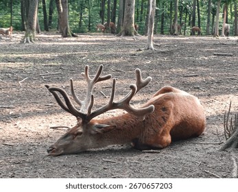 resting moose, moose lying in a clearing