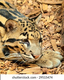 Resting ocelot