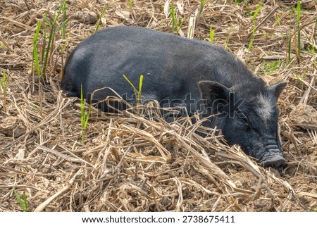 Resting pig on a hay stack in the traditional Khmu village of Ban Sop Kong, Nong Khiaw, Luang Prabang province, Laos