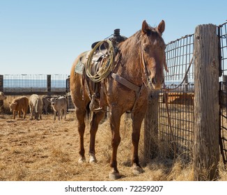 A Resting Quarter Horse At Roundup