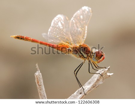 Resting red dragonfly