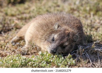 Resting Rock Dassie In Cape Point Nature Reserve