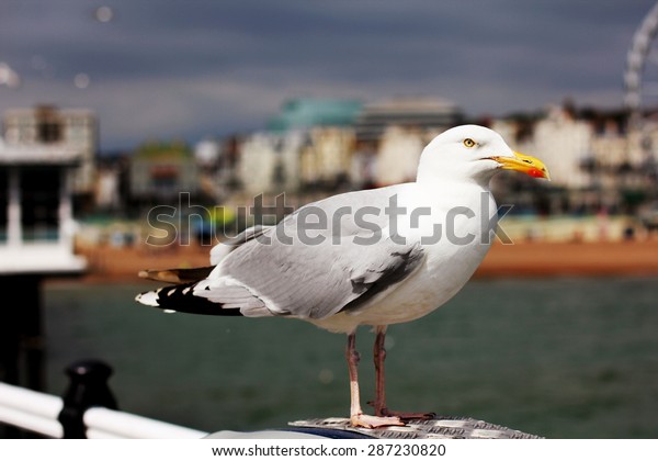 Resting Seagull Background Brighton Pier Stock Photo 287230820 ...