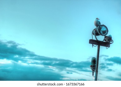 Resting Seagull with background clouds 