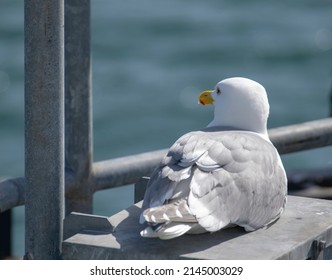 A resting seagull, with its head turned slightly to the left, where you can see the bird's heavy beak and also its white eyelashes.