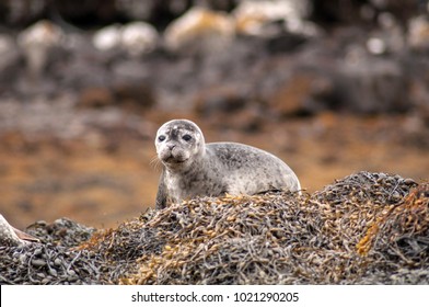 Resting Seals On The Coast In Scotland