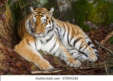 Resting tiger