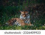 Resting tiger at Point Defiance zoo in Tacoma, Washington 