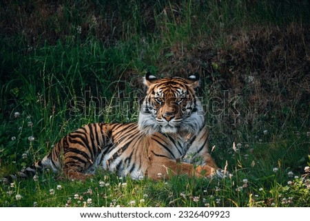 Resting tiger at Point Defiance zoo in Tacoma, Washington 