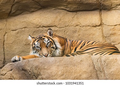 Resting tiger at a Zoo. - Powered by Shutterstock