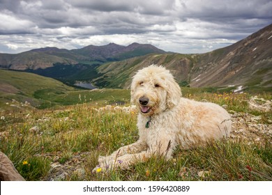 Resting Trail dog above Silver Dollar Lake.