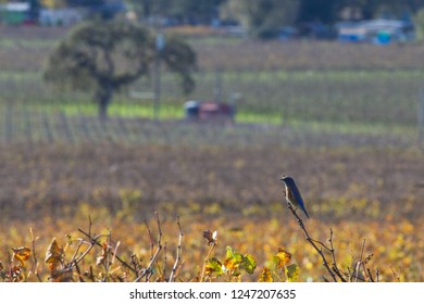 Resting Up - Vaux's Swift Takes A Break In Anticipation Of The Next Swarm Action Over A Vineyard. Sonoma County, California, USA